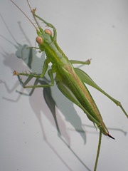 Small grasshopper